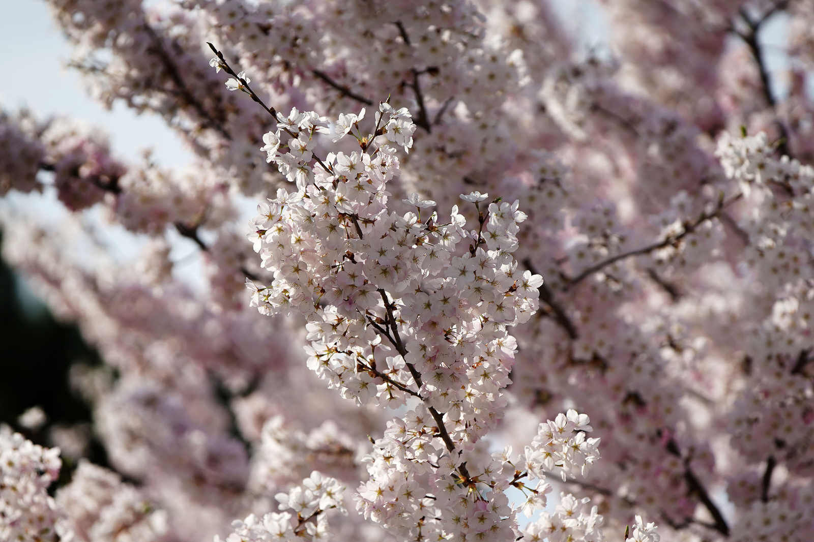Bunches of blooms